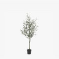 Faux Olive Tree